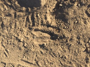 Deer tracks.  There were lots of them on the way up 