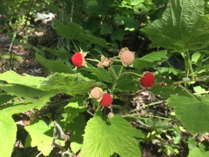 Wild Strawberries