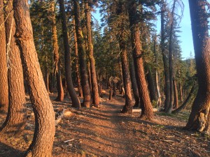 This is the type of trail I really enjoy.  Flat and soft