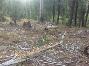 Forest was full on old dry wood which is why I could hear the animals around my tent.  They could have been there on many other nights without me being able to hear them.