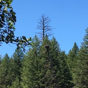 Osprey have people going crazy over the eagle nest.