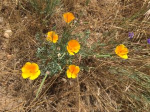 California poppies delight me wherever I find them