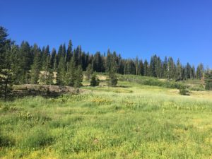 Really pleasant meadow in Lassen Forest