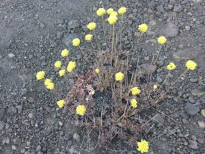 Ok... Wow... there were a lot of this flower but this was was more yellow that most