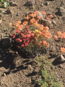 Amazing flower. Changes color and yet this plant seems to have them all at once