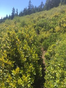 Overgrown trail. At times could not see where I was stepping